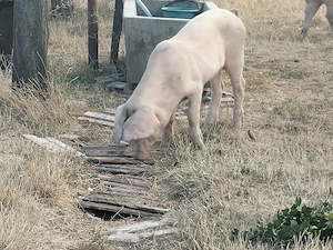 Vând purcea în ju de 40,50kg - imagine 2