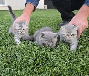 Pui British Shorthair   Tabby & Blue - imagine 2