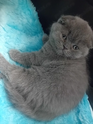 Puiuti deosebiti ,british Shorthair  blue - imagine 3