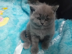 Puiuti deosebiti ,british Shorthair  blue - imagine 2