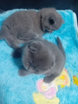 Puiuti deosebiti ,british Shorthair  blue - imagine 5