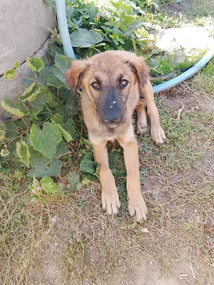 vânzare cățelușa 