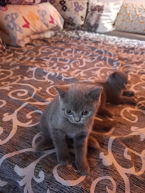 British shorthair 