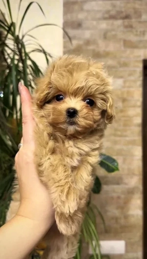 Maltipoo - Canisa Autorizata - Se pot vedea azi la locatie - imagine 3