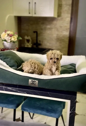 Maltipoo - Canisa Autorizata - Se pot vedea azi la locatie - imagine 2