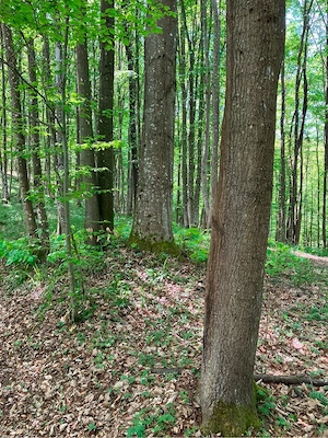 Vand 10 Hectare Padure Fag Tei Carpen 