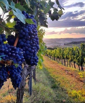 struguri de vin 