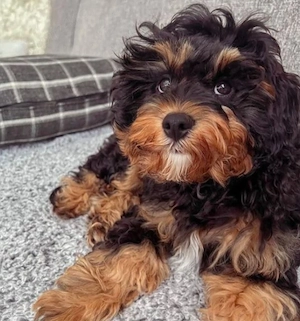 Bichon Havanez cu pedigree 
