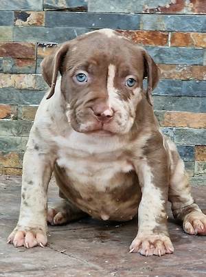 Vand American Bully xl