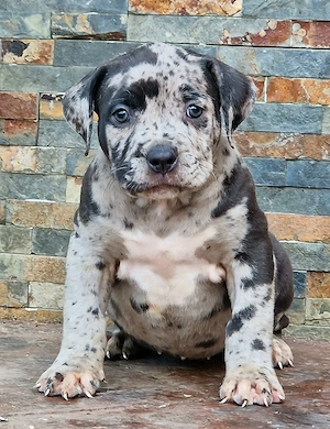 Vand American Bully xl - imagine 3