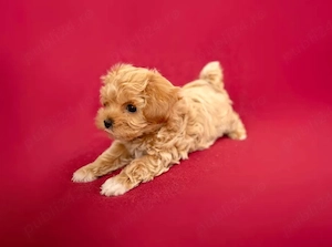 Pui Maltipoo Toy Generația F1   Crescător Autorizat - imagine 3