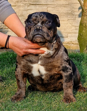 Vand American Bully micro - imagine 3