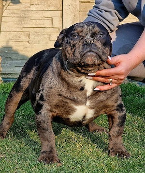 Vand American Bully micro - imagine 2