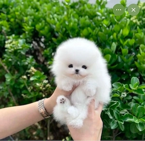 Pomeranian urșuleț toy - imagine 2
