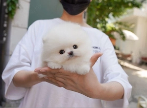 Pomeranian talie mica  - imagine 2