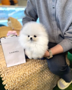 Pomeranian mini toy 