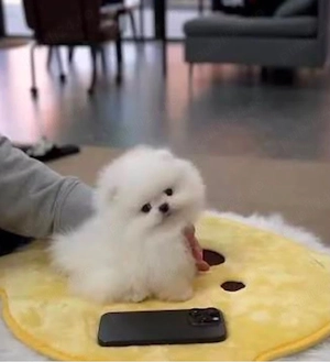 Pomeranian mini toy  - imagine 2