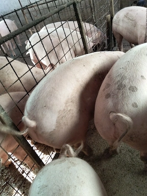 Vand arvunesc porci de tara. - imagine 4