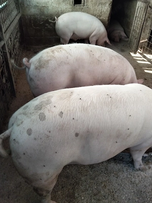 Vand arvunesc porci de tara.