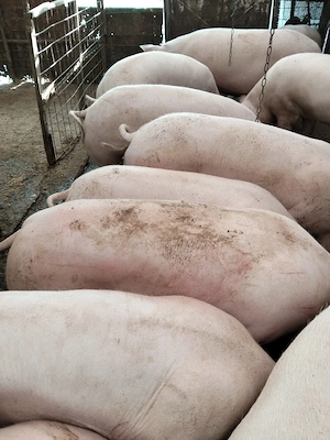 Vand porci de tara.
