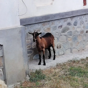 Capre de vânzare 