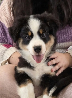 Miniature American Shepherd cu pedigree