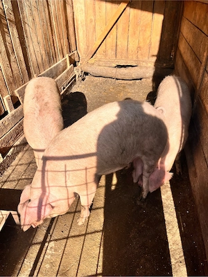 vand 3 porci  - imagine 4