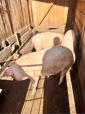 vand 3 porci  - imagine 2