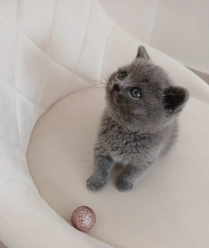 Pui british shorthair blue - imagine 3