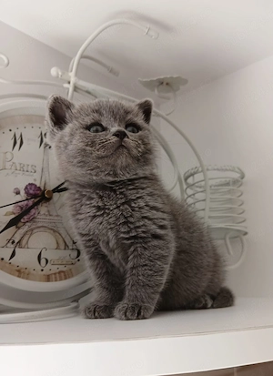 Pui british shorthair blue