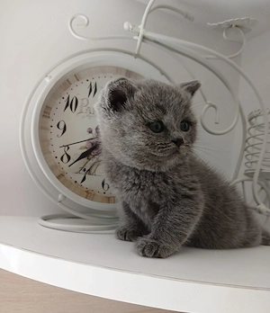 Pui british shorthair blue - imagine 2
