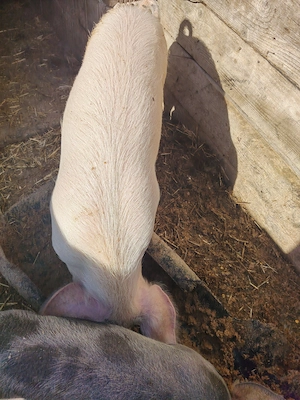 Purcei ce alaba este marele alb x landras ce neagra este petran