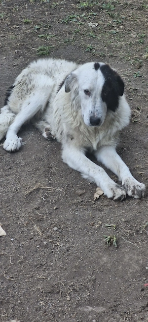 vând câine ciobănesc 