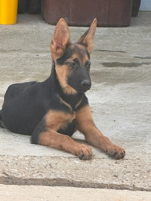Femela Ciobanesc german 