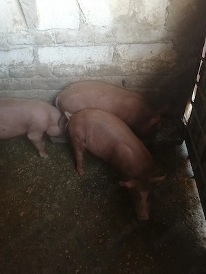 Vând 3 purcei pietran cu duroc de 3 luni 