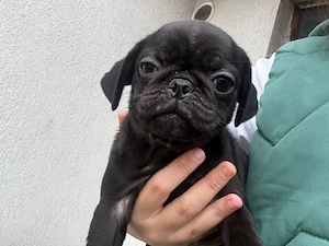 disponibilie femele de mops pug black de 2 luni 