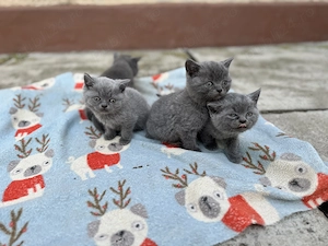 Pisici British Shorthair  - imagine 3