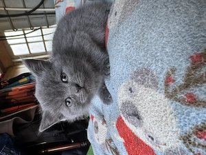 Pisici British Shorthair  - imagine 4