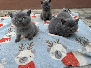 Pisici British Shorthair 