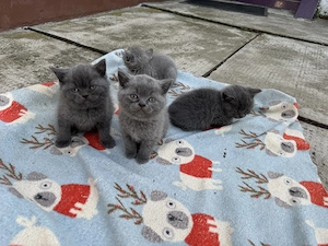 Pisici British Shorthair  - imagine 2