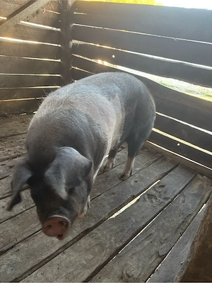 vand porci de sacrificat 