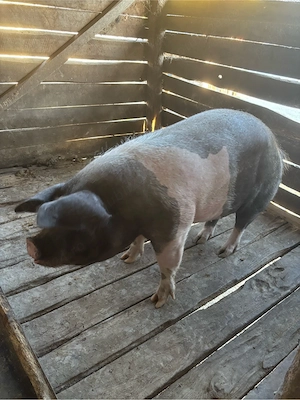 vand porci de sacrificat  - imagine 2