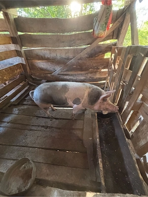 vand porci de sacrificat  - imagine 4