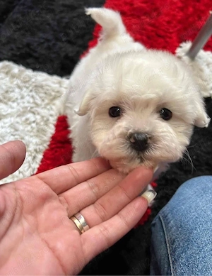 Bichon maltez alb 2 luni