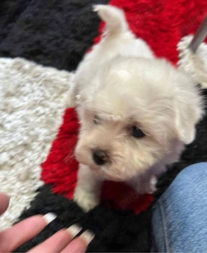 Bichon maltez alb 2 luni - imagine 2