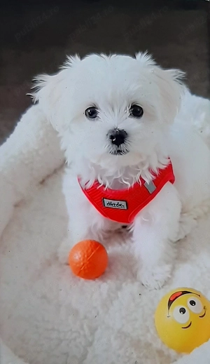 Bichon miny toy