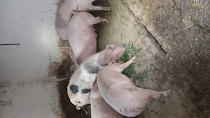 Porci de vanzare  - imagine 3
