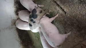 Porci de vanzare 