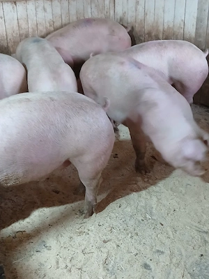 porci de carne  - imagine 4