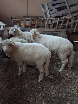 miei de vinzare